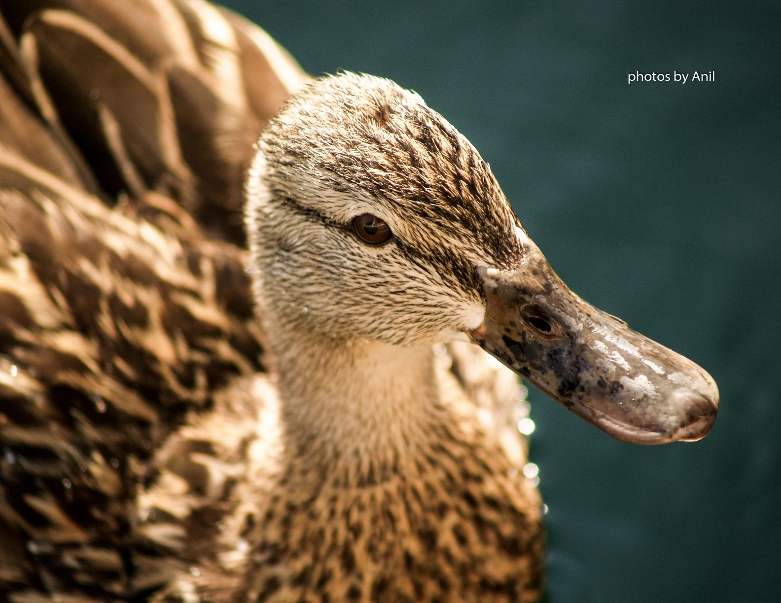 Animal photograph by Anil Somaia