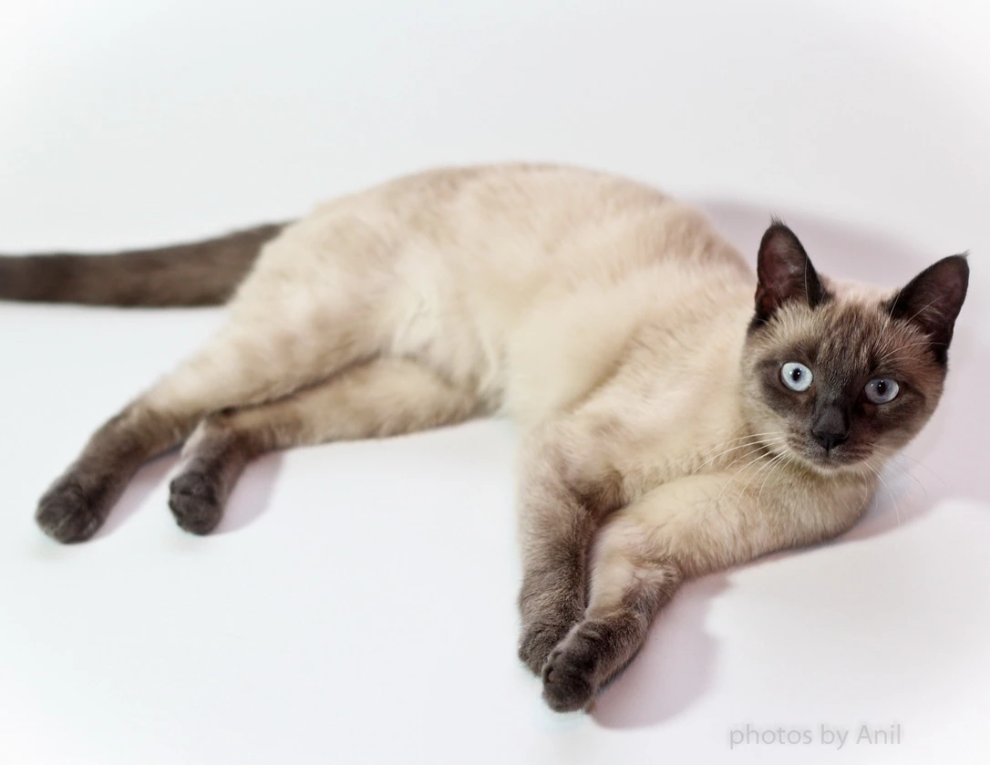 A Siamese cat stretched out on a white studio backdrop, pale blue eyes on the camera